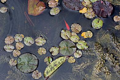 传闻：《猎天使魔女》三部曲将登陆Switch 2